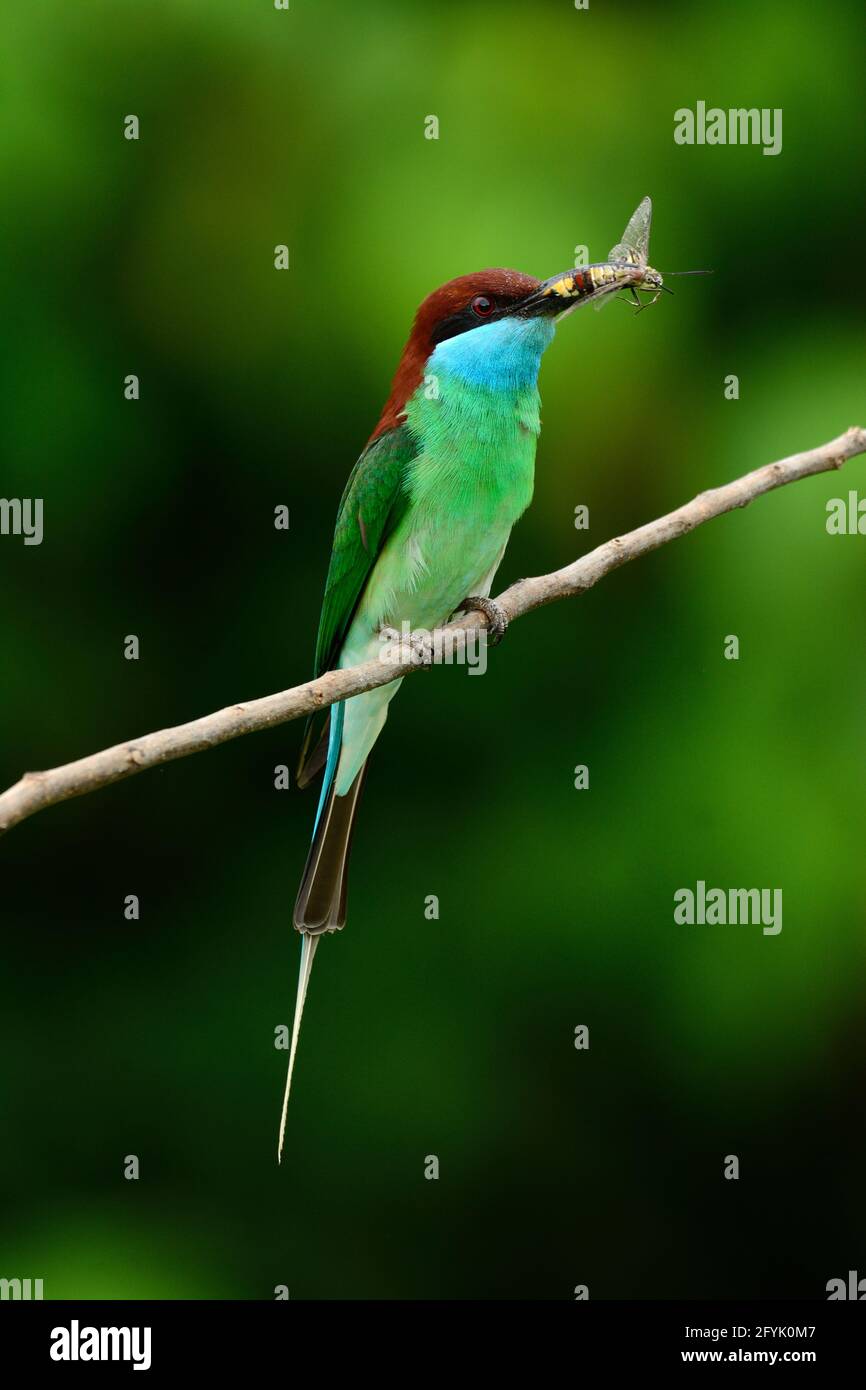 Bella coda blu ape mangiatore (Merops viridis) posing Foto Stock