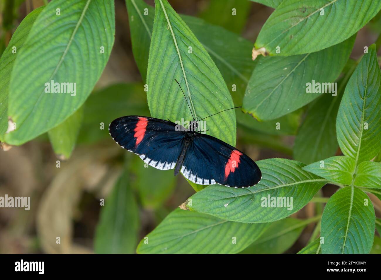 Heliconius melpomene sticheli, una sottospecie della farfalla Postman o Postman comune ed è originaria delle Ande Mountains dell'Ecuador. Foto Stock