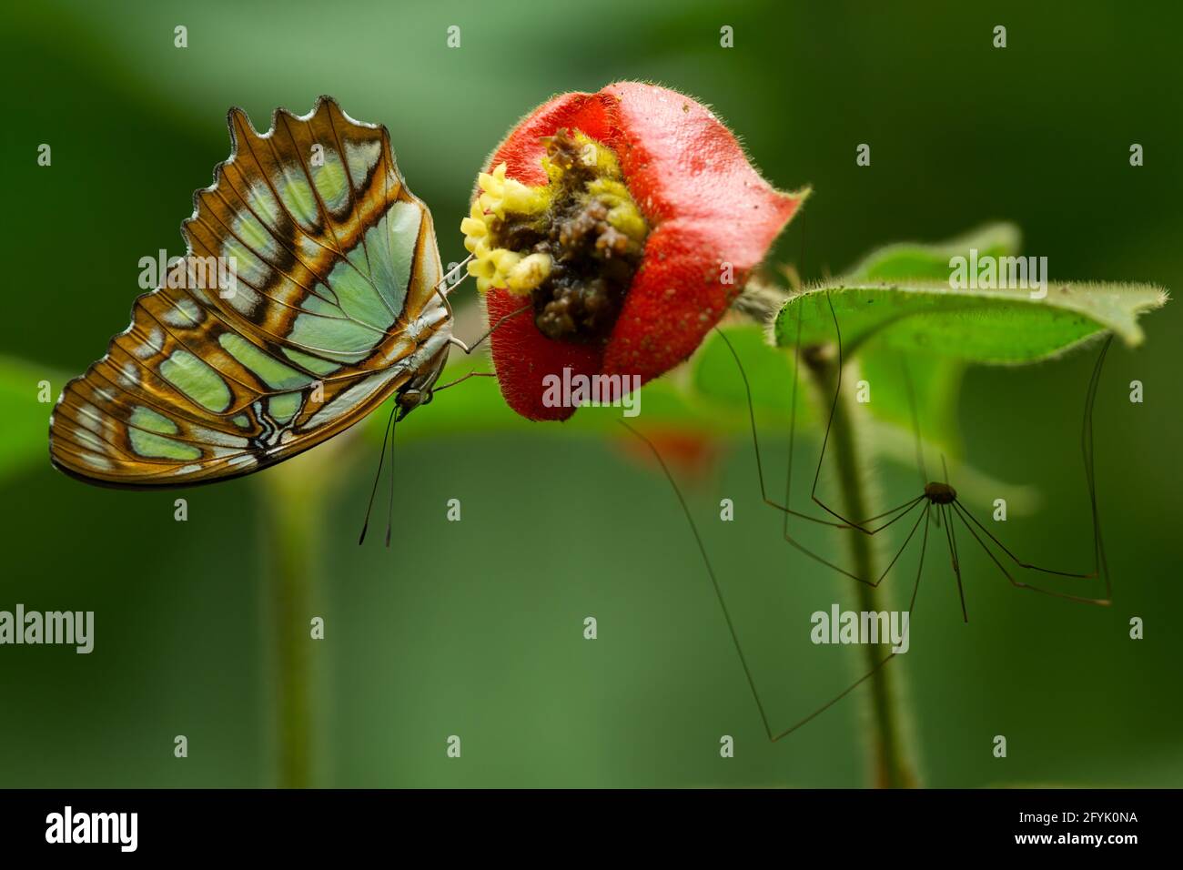 La farfalla malachita, Siproeta stelenes, è una farfalla comune che si trova dal Texas del Sud e dalla Florida al Brasile. Un Daddy Longleg o Harvestman arachn Foto Stock