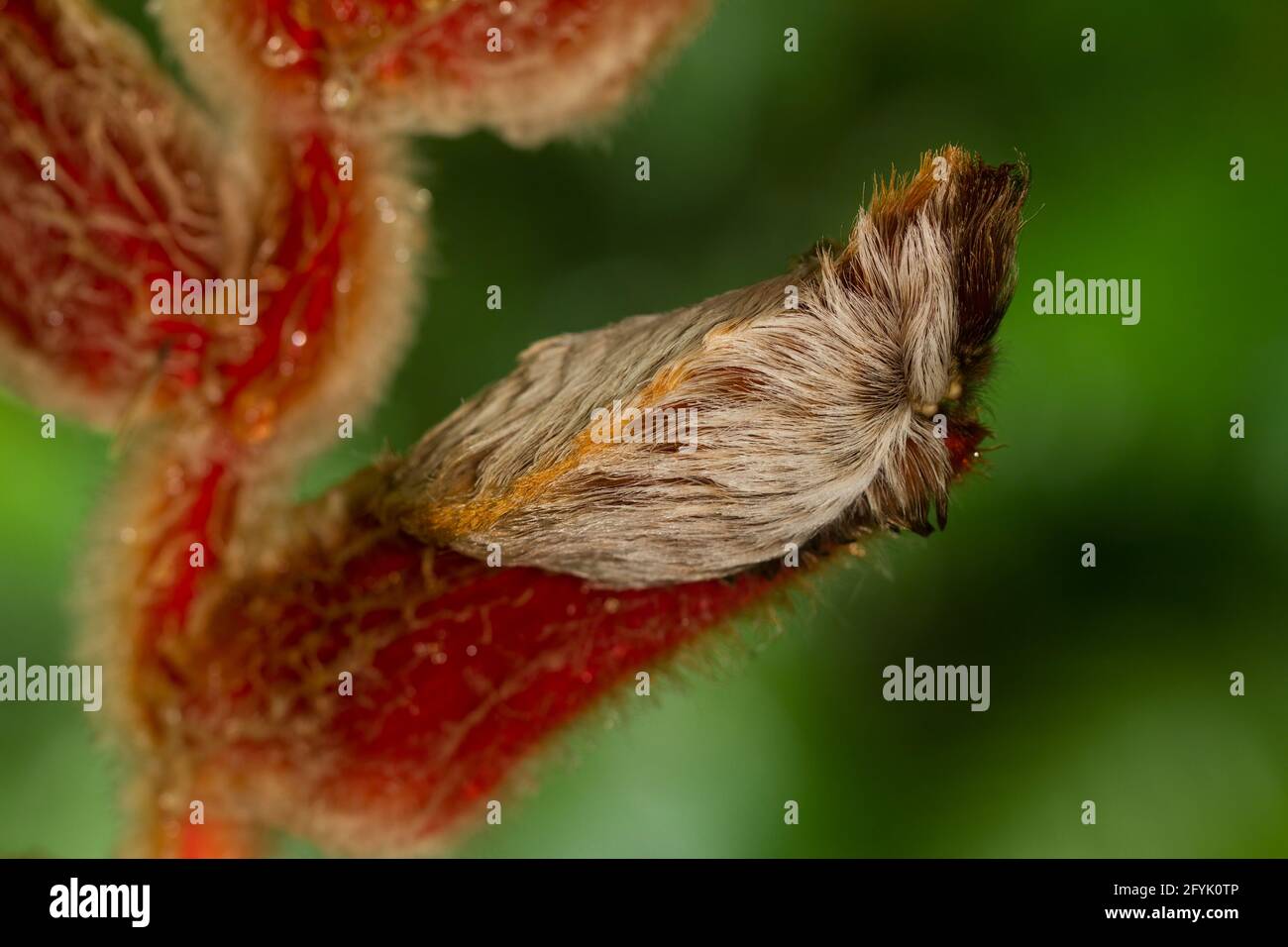 Puss Moth Caterpillar della Southern Flannel Moth, Megalopyge opercularis, su un peloso impianto di heliconia nella foresta pluviale della Costa Rica. Foto Stock