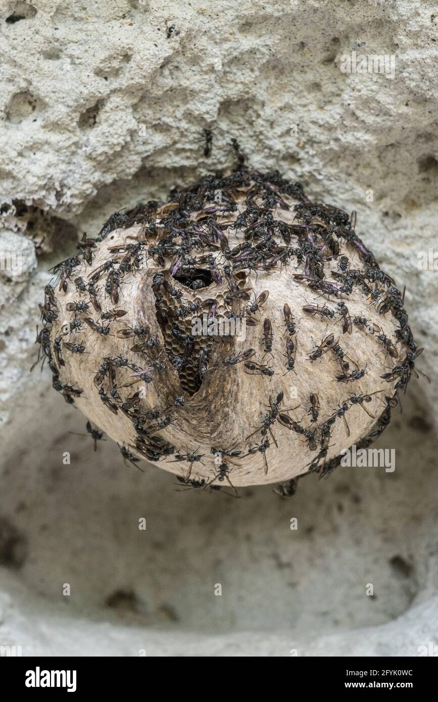 Una specie messicana Honey Wasps, genere Brachygastra, un insetto sociale non-pungente che produce e immagazzina miele. Foto Stock