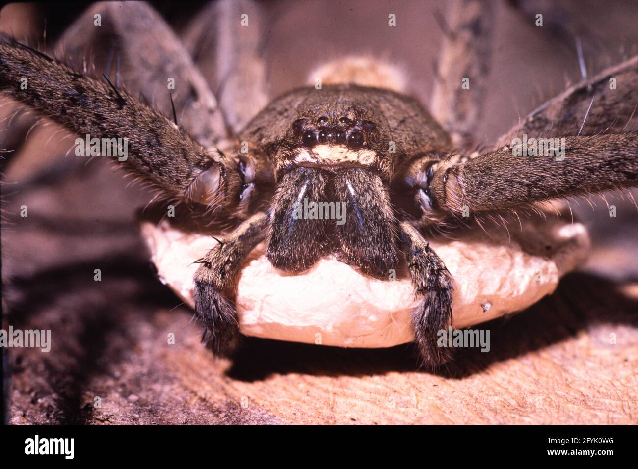 Una femmina cane Spider o Giant Crab Spider tenendo un sacco d'uovo sotto il corpo con i suoi pedipalps su Guam. Trovato in regioni tropicali. Foto Stock