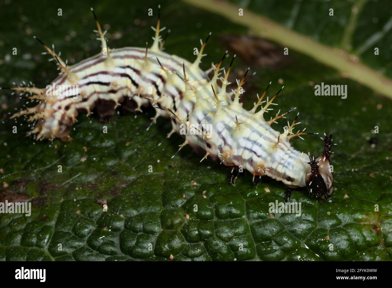 Una forma di bruco o larval di una farfalla a spazzola-piede, Pycina zamba, trovato nella foresta di nubi del Costa Rica. Foto Stock