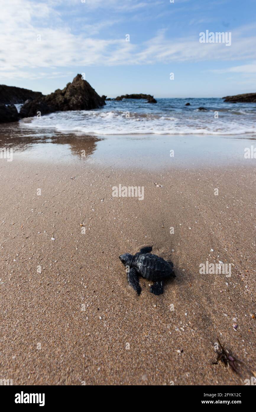 Una tartaruga marina Olive Ridley di recente produzione lotta per raggiungere l'oceano su una spiaggia a Mazatlan, Messico. Molte delle tartarughe del bambino sono prese dai predatori, Foto Stock