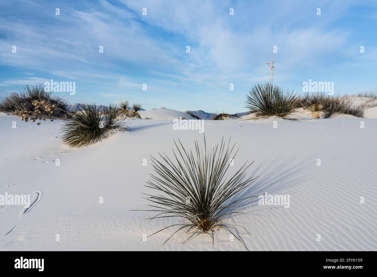 La rosetta basale del Soaptree Yucca, Yucca elata, nelle dune del Parco Nazionale delle White Sands nel New Mexico. Foto Stock