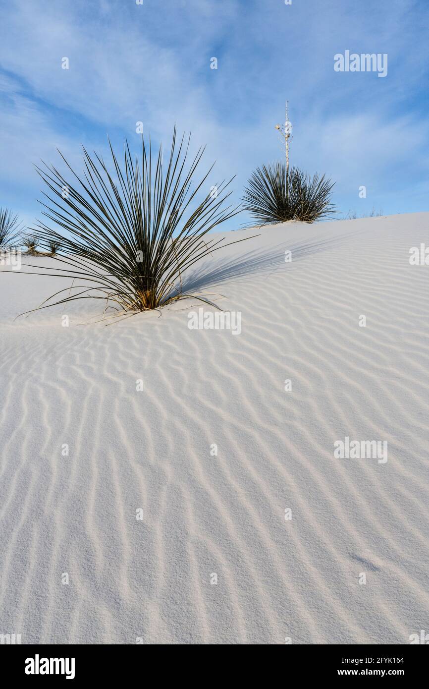 La rosetta basale del Soaptree Yucca, Yucca elata, nelle dune del Parco Nazionale delle White Sands nel New Mexico. Foto Stock