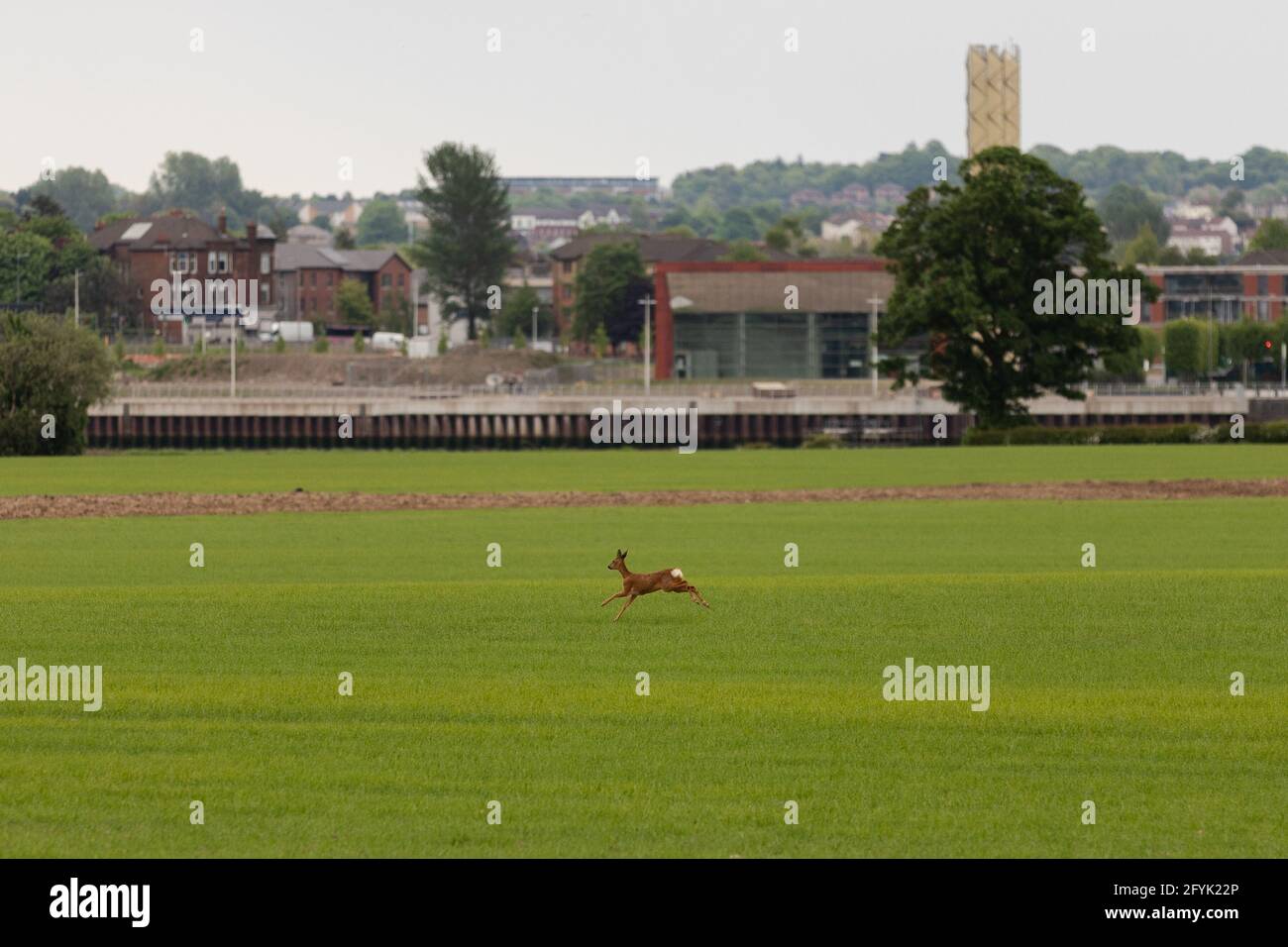 Roe Deer che attraversa Field, Erskine, Renfrewshire Foto Stock