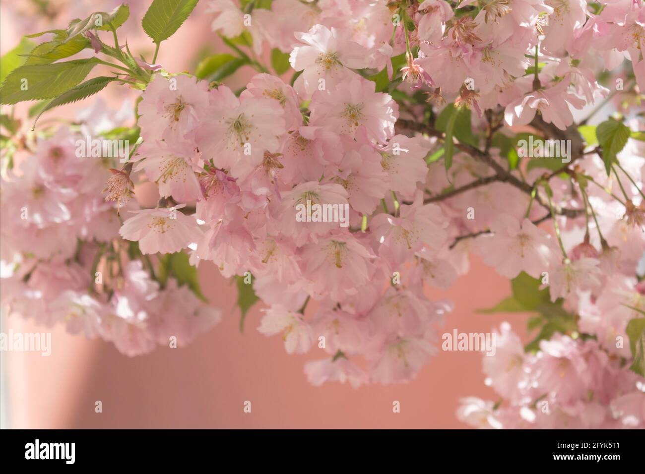 Ramo di rosa sakura su sfondo rosa chiaro. Primo piano Foto Stock