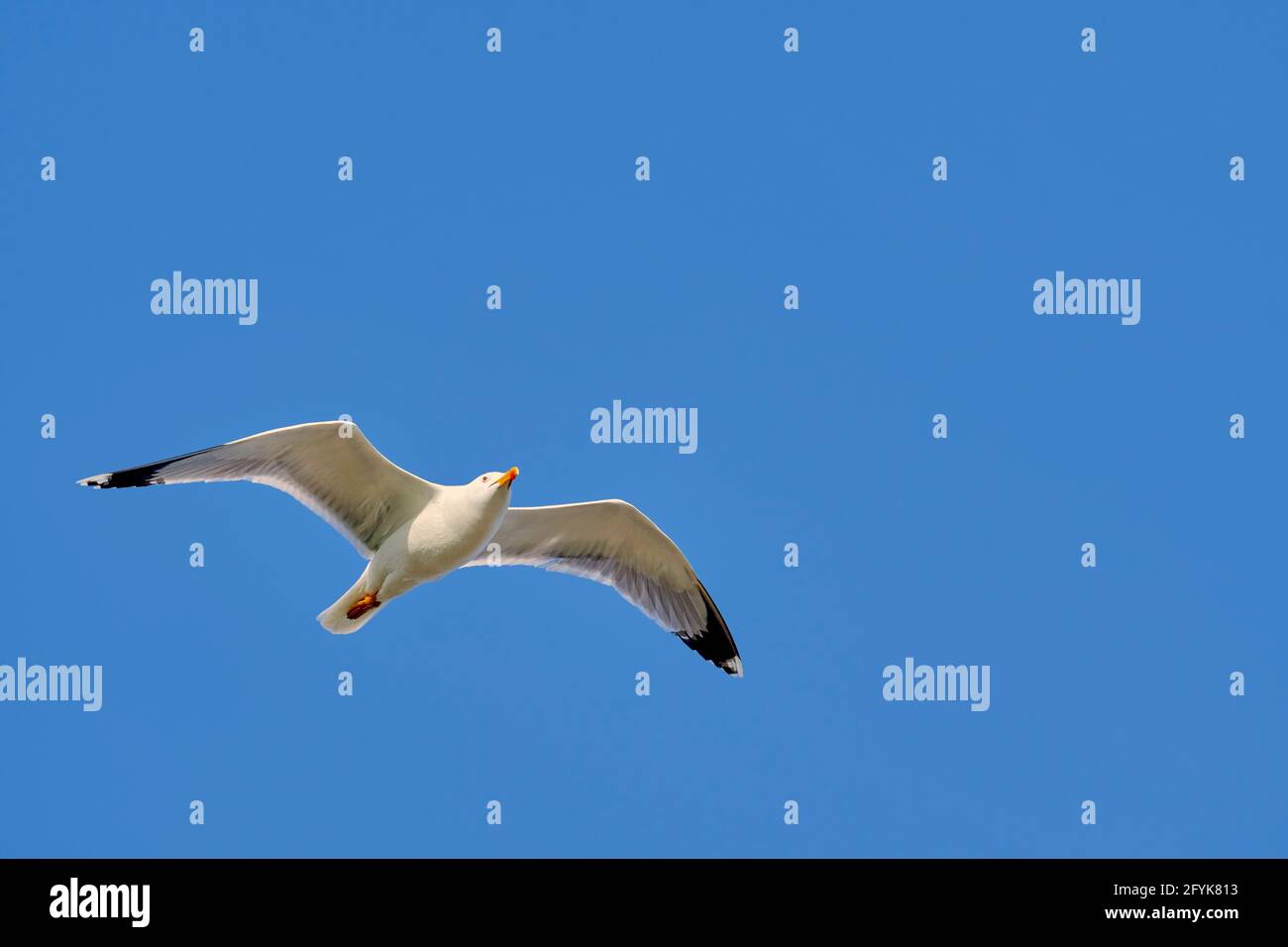 Seagull Fly Bird bianco, panning nel Mar Mediterraneo con un cielo blu sullo sfondo, Vinaros, Castellon, Spagna, Europa Foto Stock