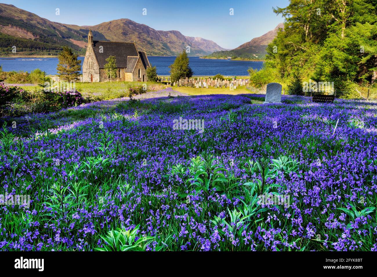 Incredibili bluebells presso la chiesa di San giovanni a Ballachulish, un villaggio sulle rive del lago di Loch Leven in Scozia. Foto Stock