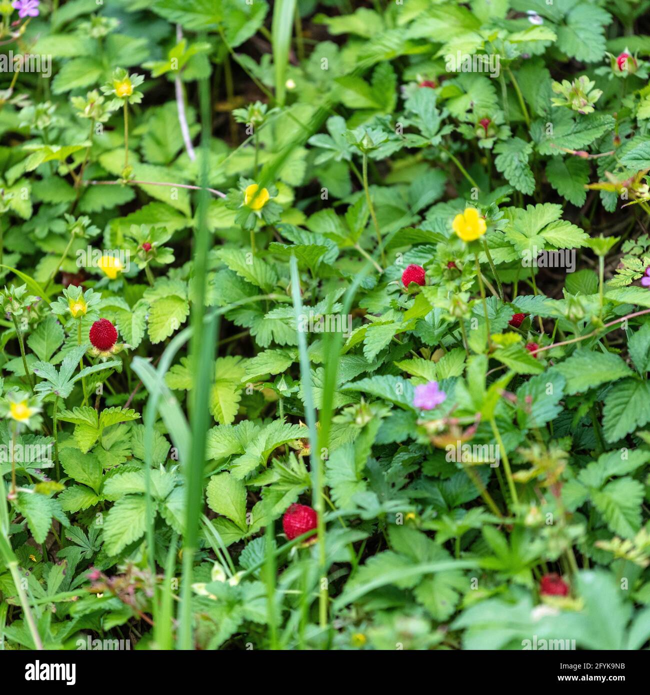 Primo piano di una foresta di fragole selvatiche Foto Stock