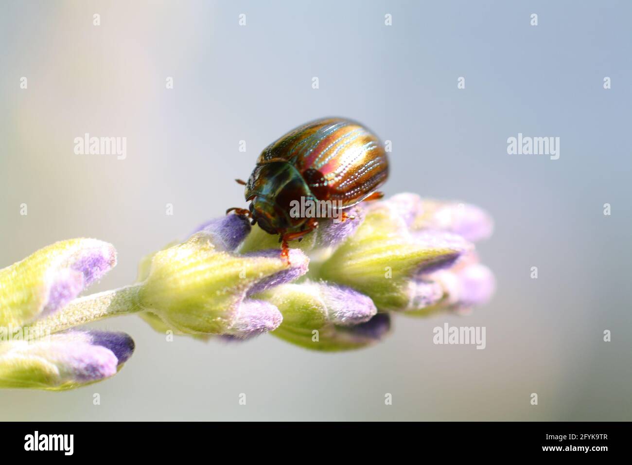 Macro primo piano di un colibroso e luminoso scarabeo di rosmarino (Chrysolina americana) Sui fiori di lavanda emergenti (Lavandula) Foto Stock