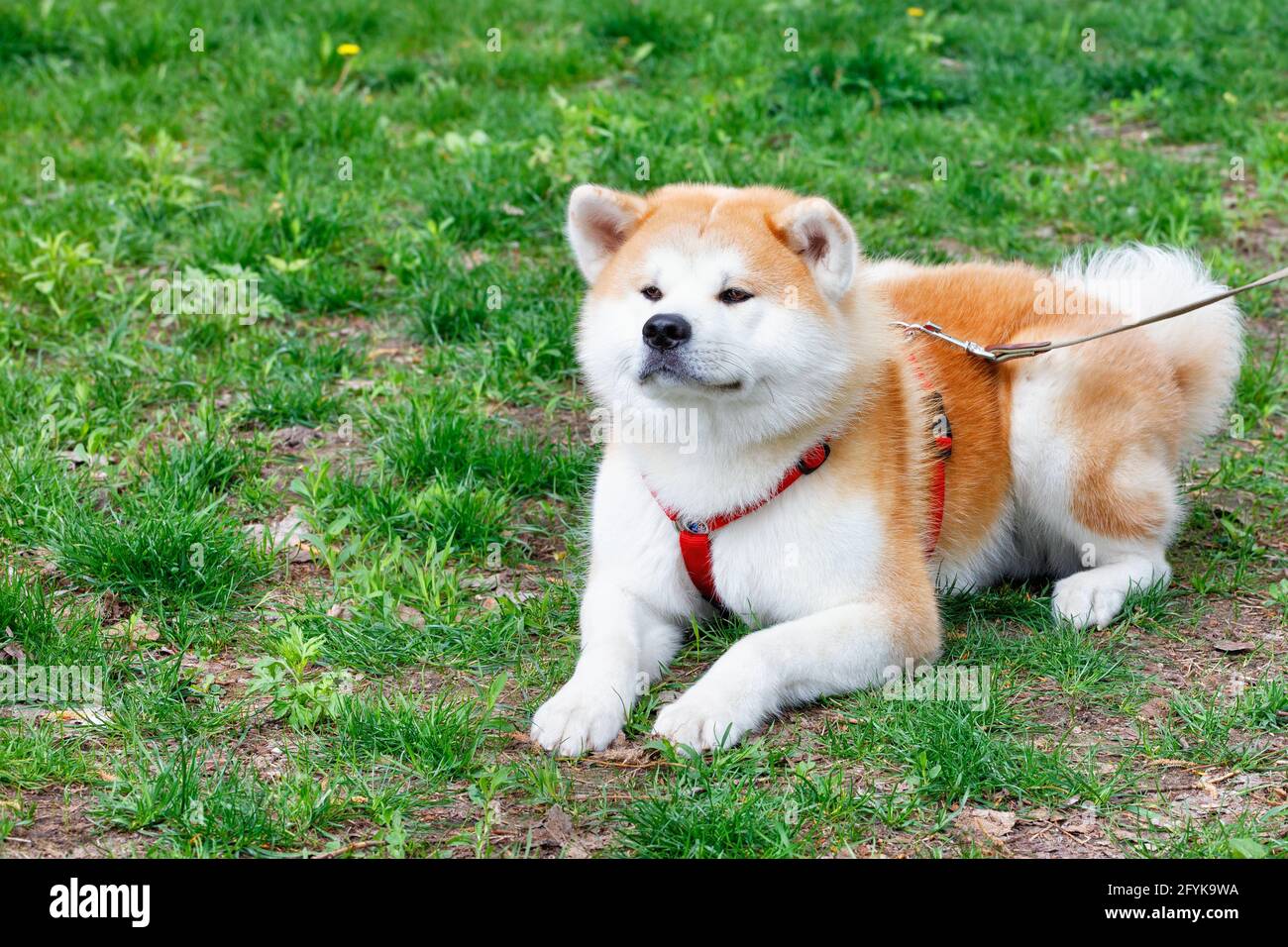 Un cane Akita Inu con un bel cappotto bianco-arancio soffice giace su un prato di erba verde. Spazio di copia. Foto Stock