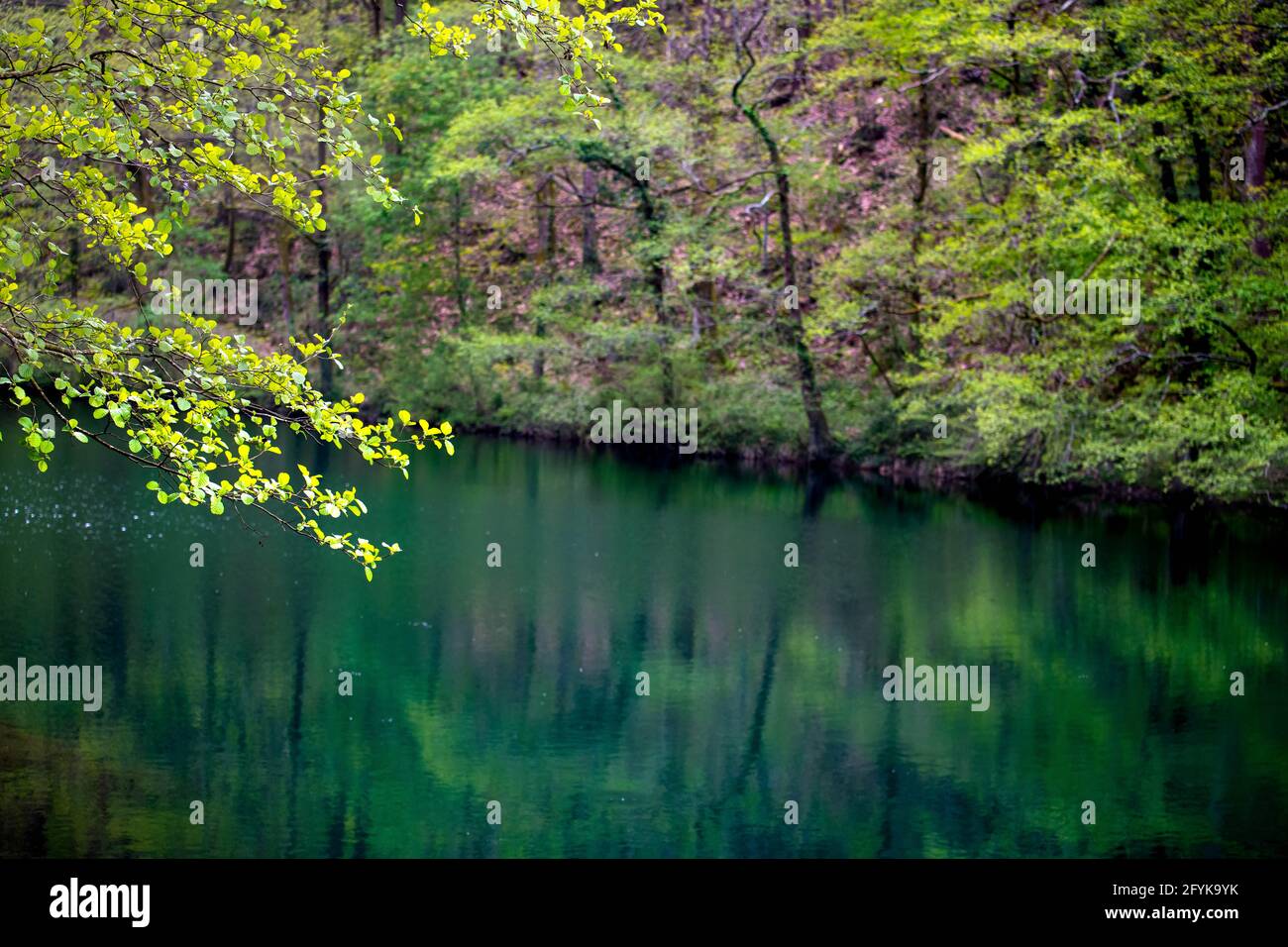 Acque tranquille del lago forestale con riflessi luminosi di foglie verdi di primavera Foto Stock