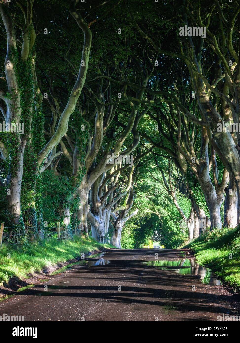 La strada fiancheggiata da alberi di faggio del XVIII secolo conosciuta come Dark Hedges nella contea di Antrim, Irlanda del Nord. Un luogo di ripresa per il Trono di Spade. Foto Stock