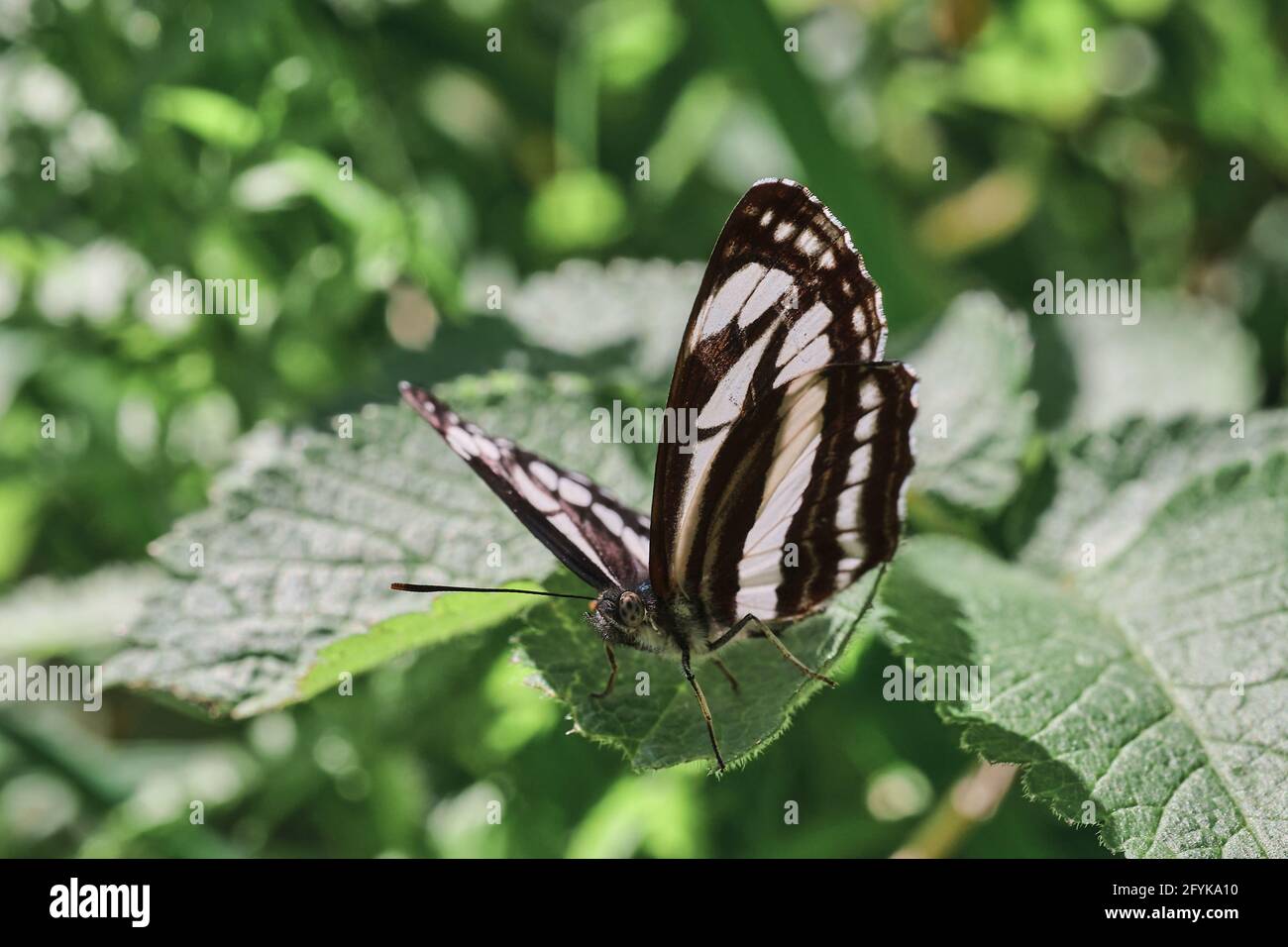 Farfalla comune di aliante (Neptis sappho) sulla foglia Foto Stock
