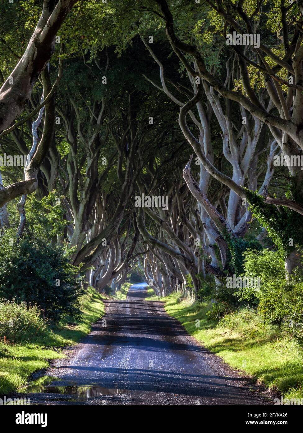 Il primo sumlight mattutino risplende attraverso i Dark Hedges, la strada fiancheggiata da alberi di faggio del XVIII secolo nella contea di Antrim, Irlanda del Nord. Foto Stock