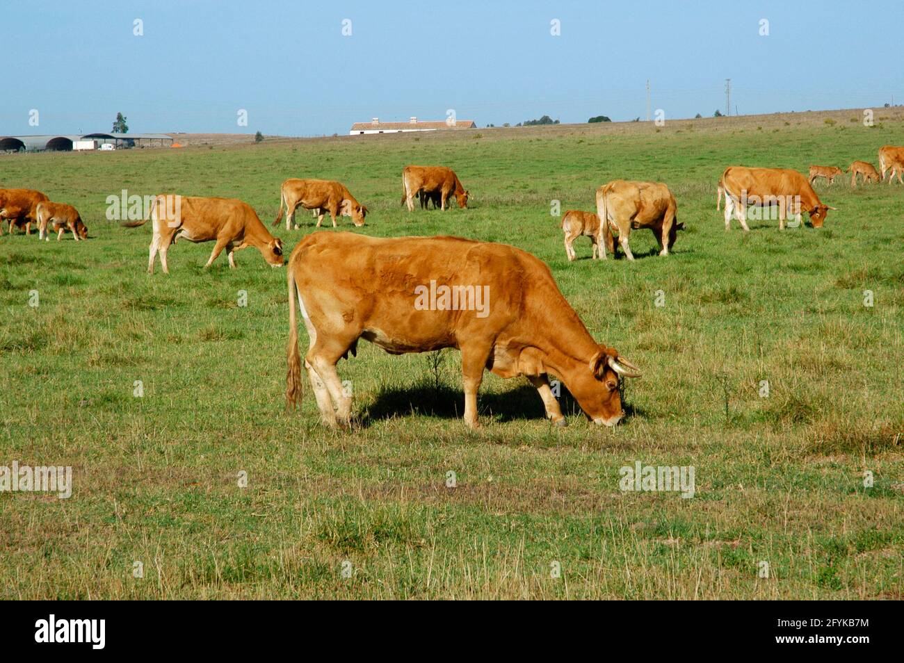 Mucche pascolando. Alentejo sud-ovest e Parco Naturale della Costa Vicentina. Alentejo. Portogallo. Foto Stock