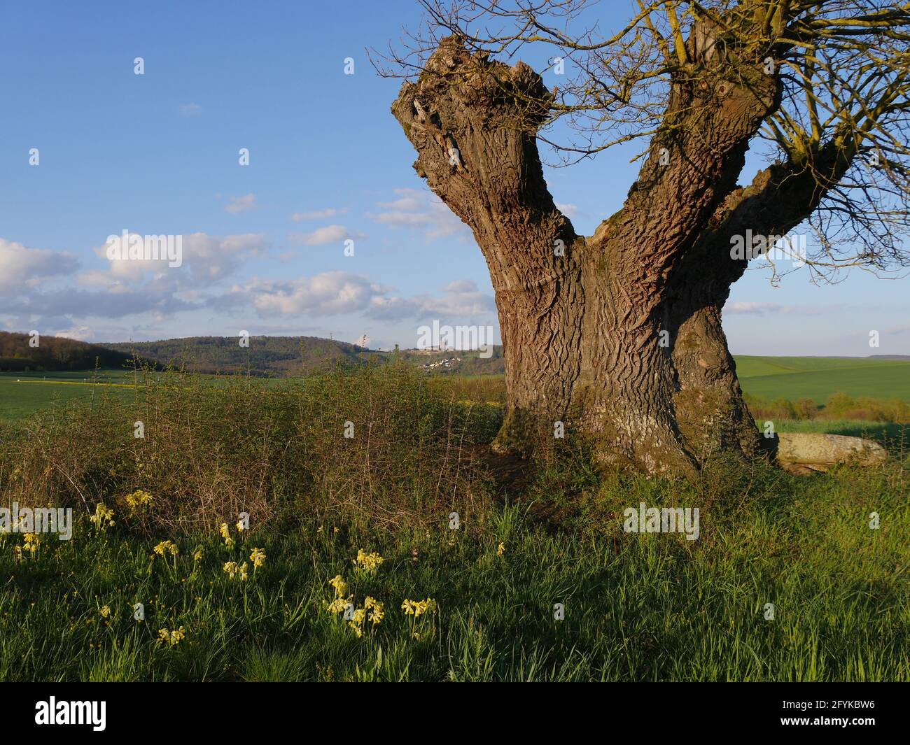 Rasierpinselbaum, il cosiddetto Shaving Brush Tree, un vecchio albero di quercia nel distretto di Lichtenfels in alta Franconia, Germania. Dietro nelle colline Banz M. Foto Stock