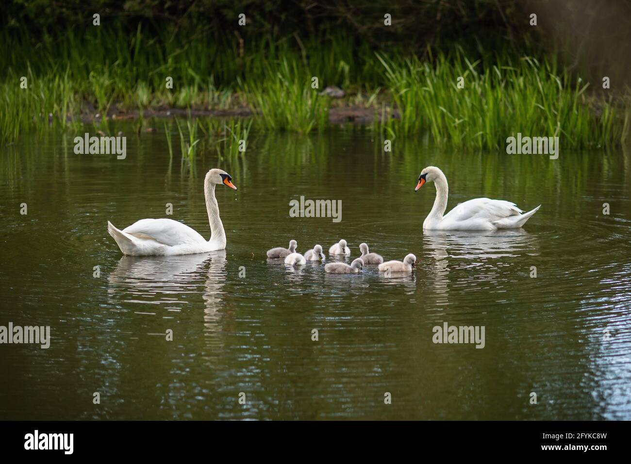 Famiglia wan muto bianco selvaggio con sette piccole prole carine che nuotano nel lago verde. Foto Stock