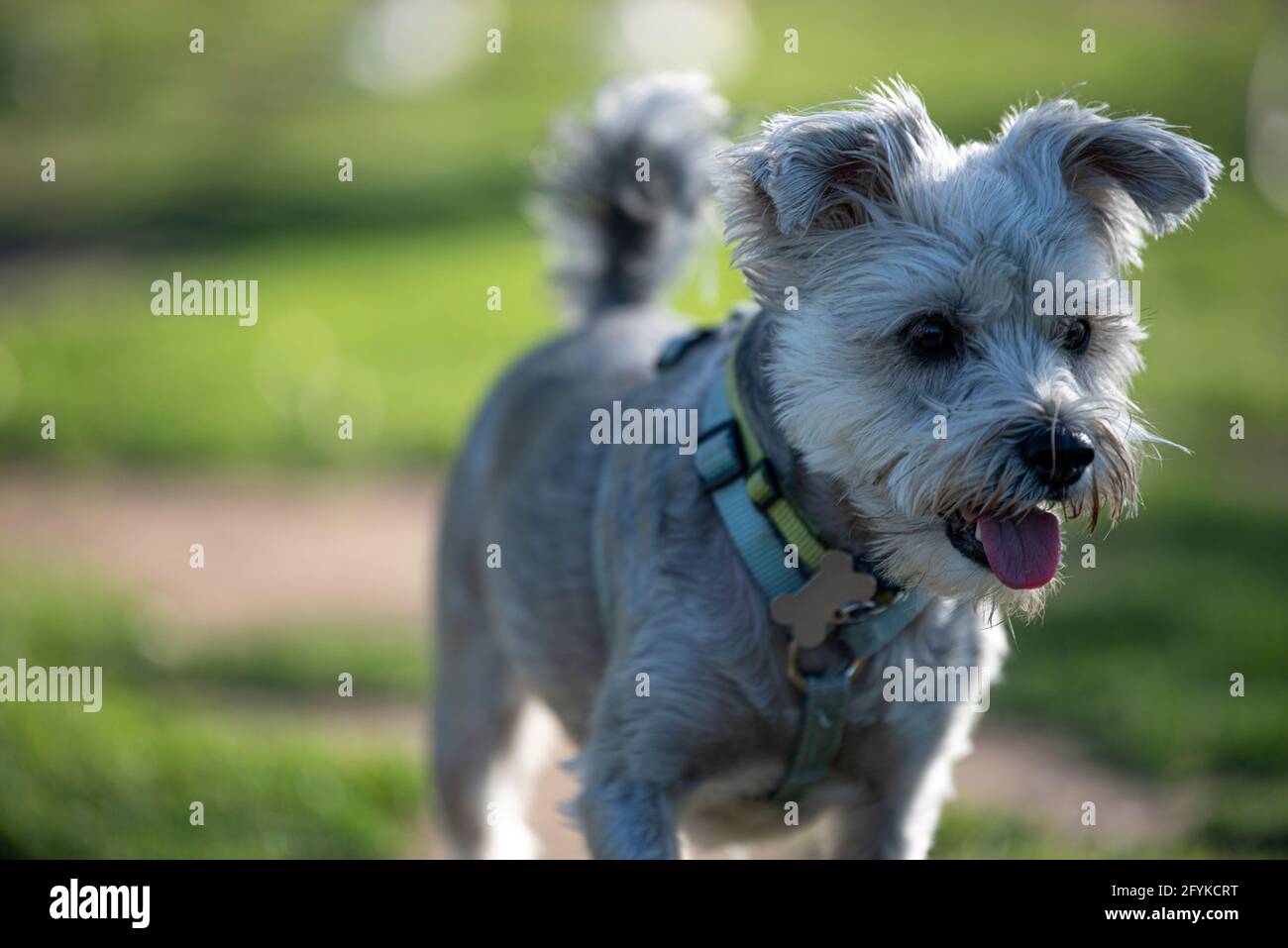 Un ritratto di un simpatico, piccolo, bianco, cane. Foto Stock