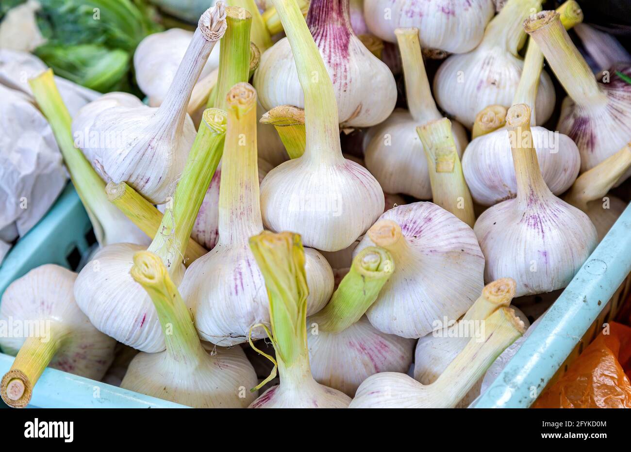 Spicchio di aglio appena raccolto. Nutrizione vegetariana Foto Stock