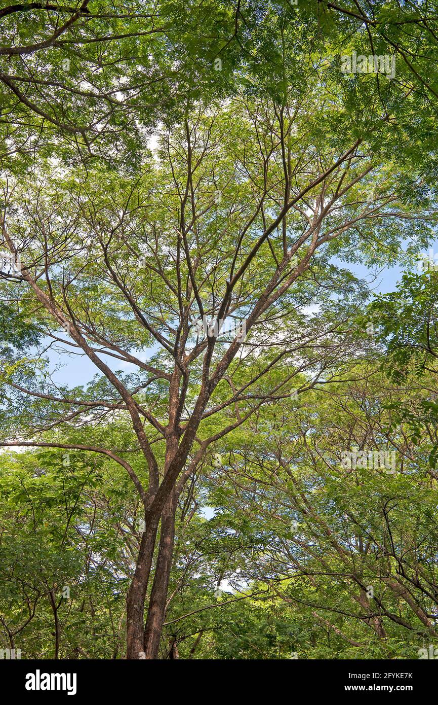 Foresta tropicale in Tamarindo, Costa Rica, America Centrale Foto Stock