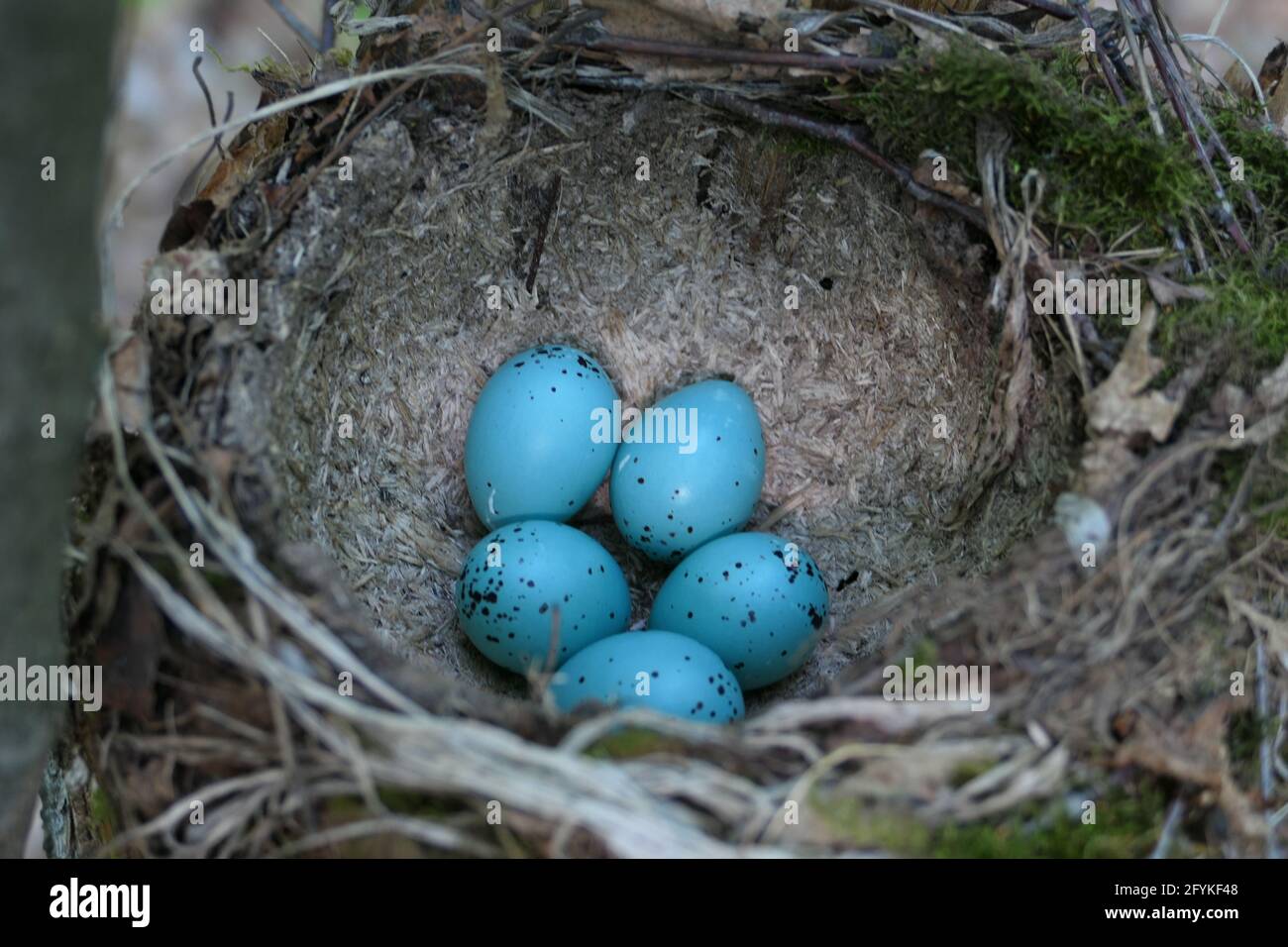 Nido di Songbird con uova turchesi. Uova di uccello nel nido. Foto Stock