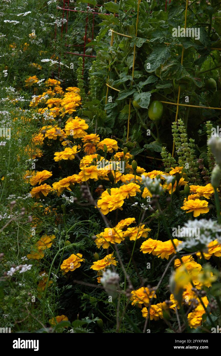 Marigolds ( Tagetes ), in orto, dissuasore Foto Stock