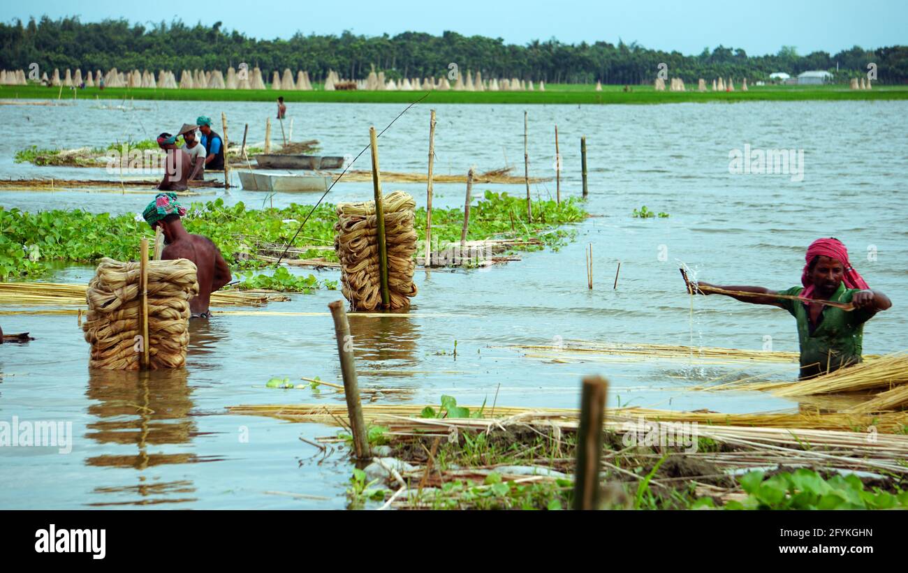 Gli agricoltori del Bangladesh sono impegnati a lavare la iuta in acqua. La iuta è chiamata fibra dorata. La iuta è ampiamente coltivata in India e Bangladesh. Foto Stock