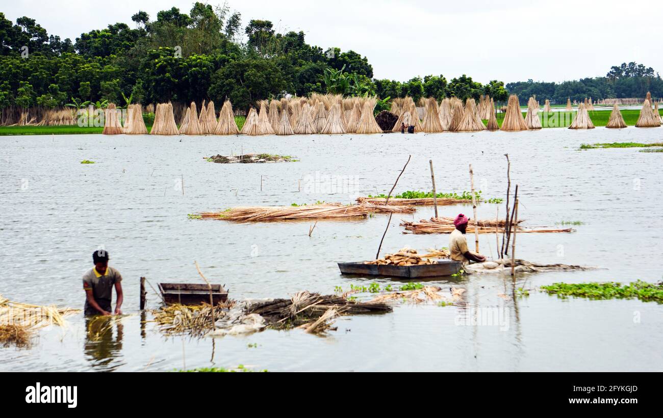 Gli agricoltori del Bangladesh sono impegnati a lavare la iuta in acqua. La iuta è chiamata fibra dorata. La iuta è ampiamente coltivata in India e Bangladesh. Foto Stock