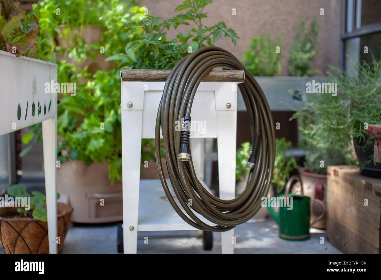 Un tubo da giardino sicuro per l'acqua potabile si trova su una piantatrice rialzata, realizzata in poliuretano al 100% privo di piombo e di grado alimentare. I tubi da giardino possono contenere piombo e ot Foto Stock