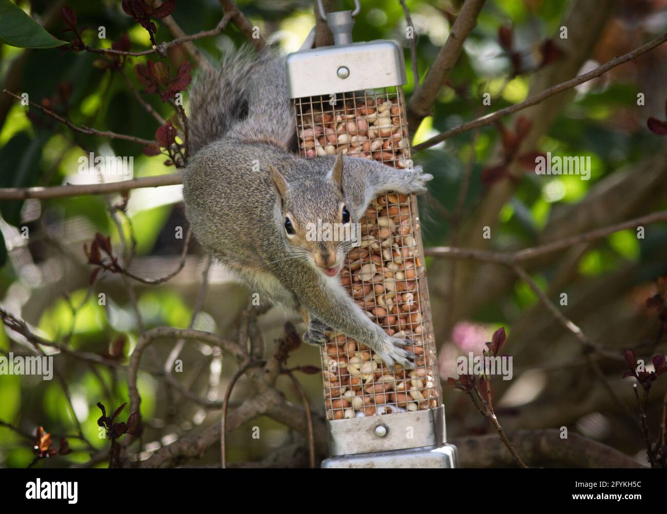 Uno scoiattolo su un alimentatore di uccelli in un giardino suburbano nel Worcestershire, Regno Unito. Foto Stock