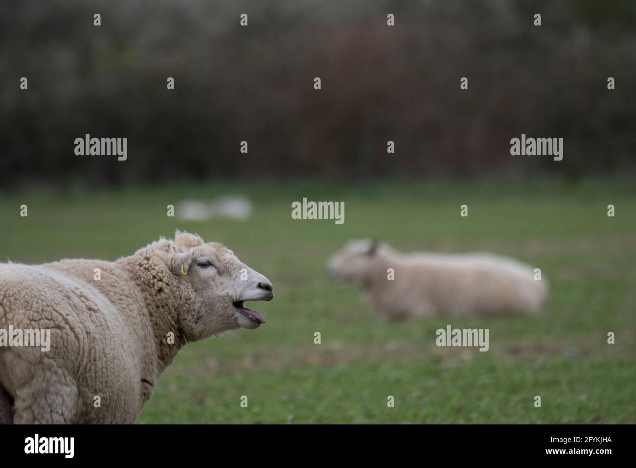 Pecore biologiche nel campo Foto Stock