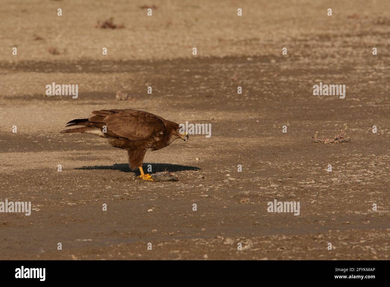 Buzzard comune (buteo buteo) che si nuce a un pesce.. Questo uccello di preda si trova in tutta Europa e in alcune parti dell'Asia, che abitano aree aperte, come il farlan Foto Stock