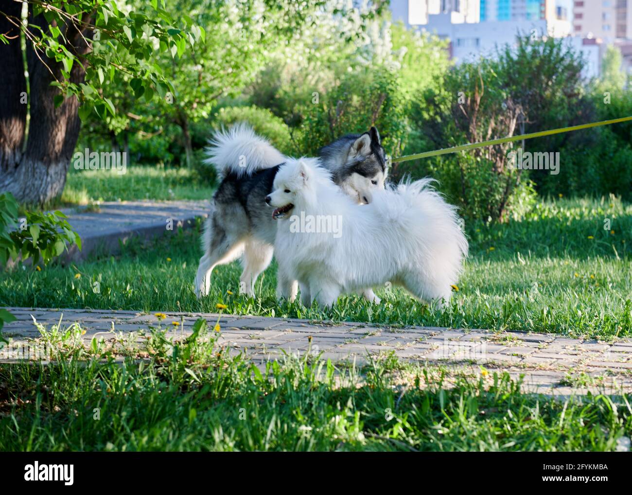 cani bianchi e grigi che giocano in giardino Foto Stock