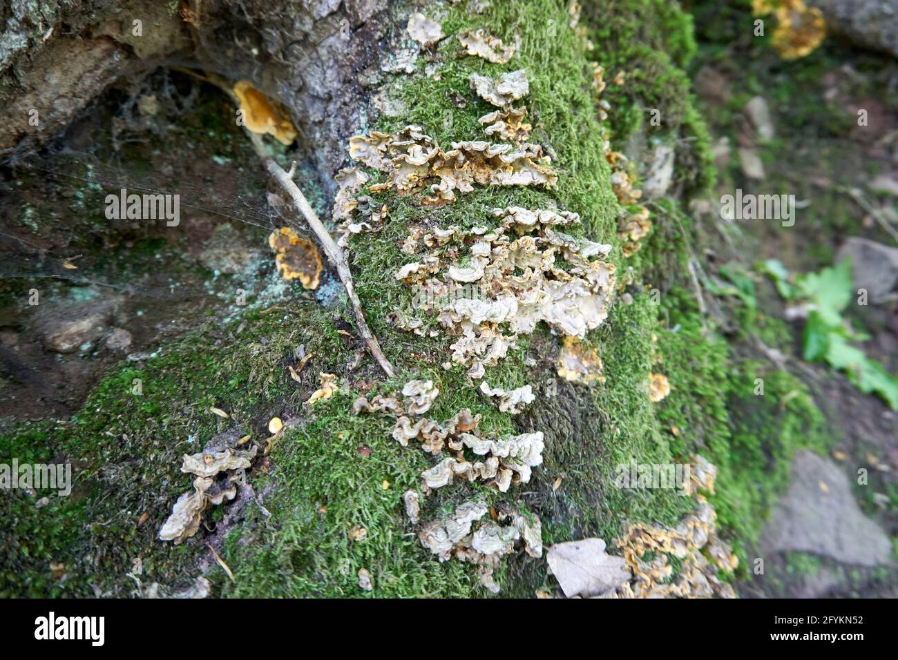 Colpo di funghi su un tronco di albero Foto Stock