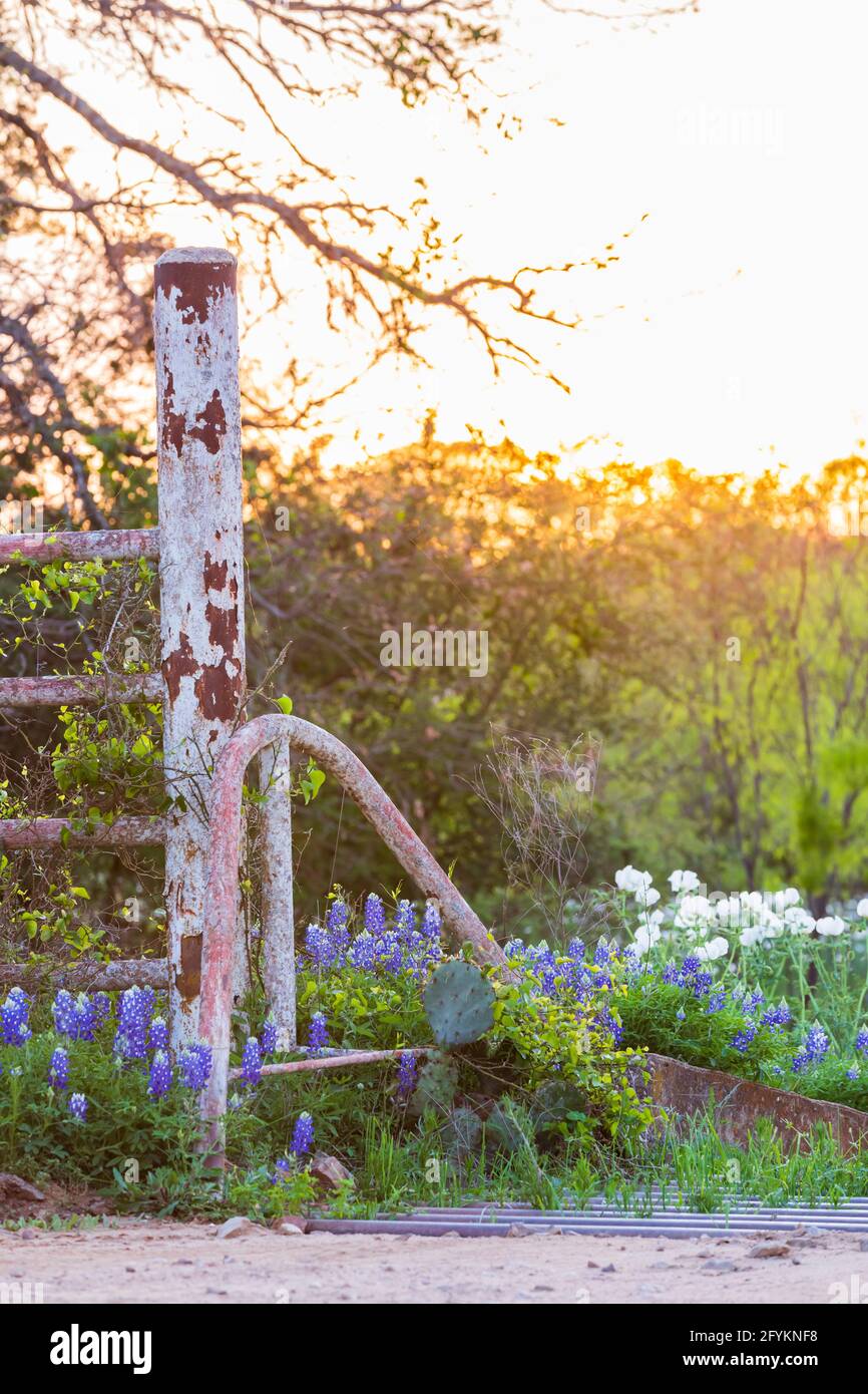 Johnson City, Texas, Stati Uniti. Guardia del bestiame e fiori selvatici del cofano blu nella regione collinare del Texas. Foto Stock