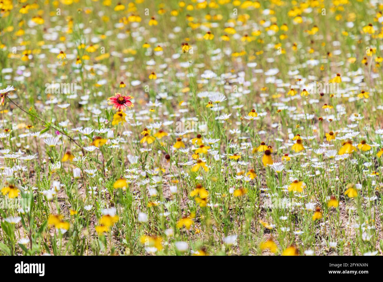 Marble Falls, Texas, Stati Uniti. Coperta indiana, Susan dagli occhi marroni e fiori selvatici Lazy Daisy. Foto Stock