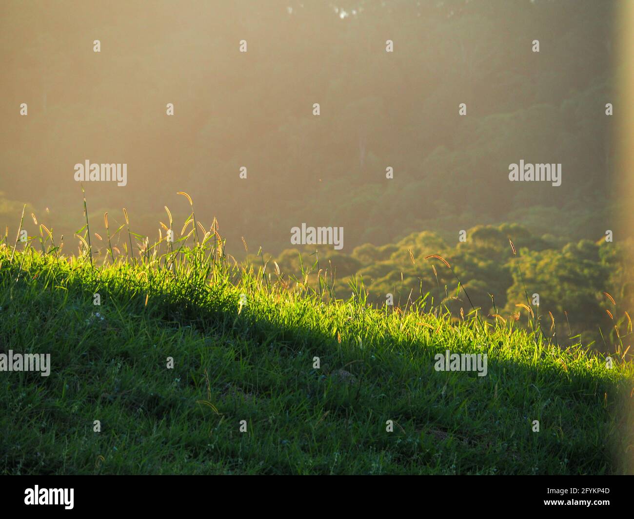 Nel tardo pomeriggio il sole che si tramonta sulla collina e sulle cime degli alberi illuminando l'erba verde che gli dà un'eterea luce, l'Australia Foto Stock