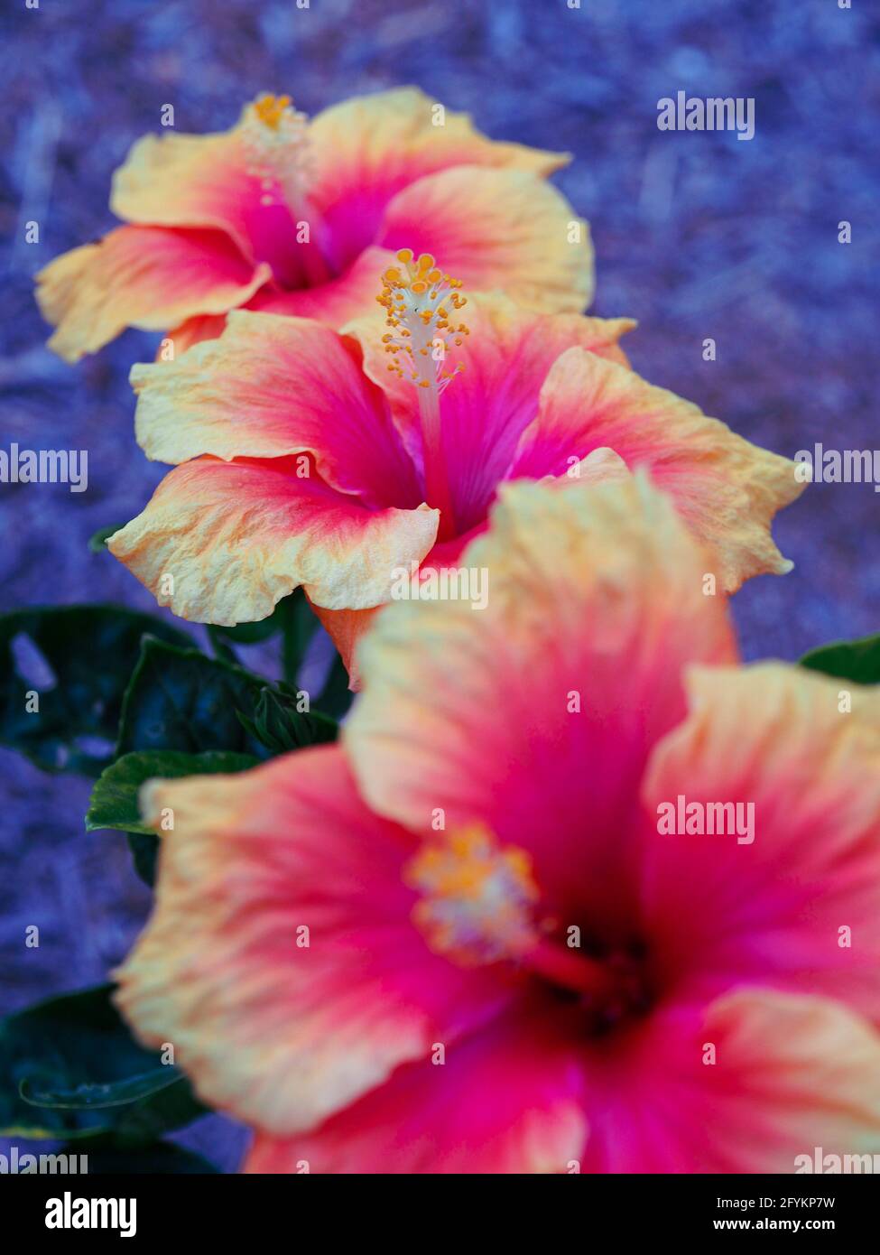 Tre in fila, un trio di gloriosi fiori di piante di colore tropicale arancio e rosa caldo Hibiscus in un giardino costiero in piena fioritura Foto Stock