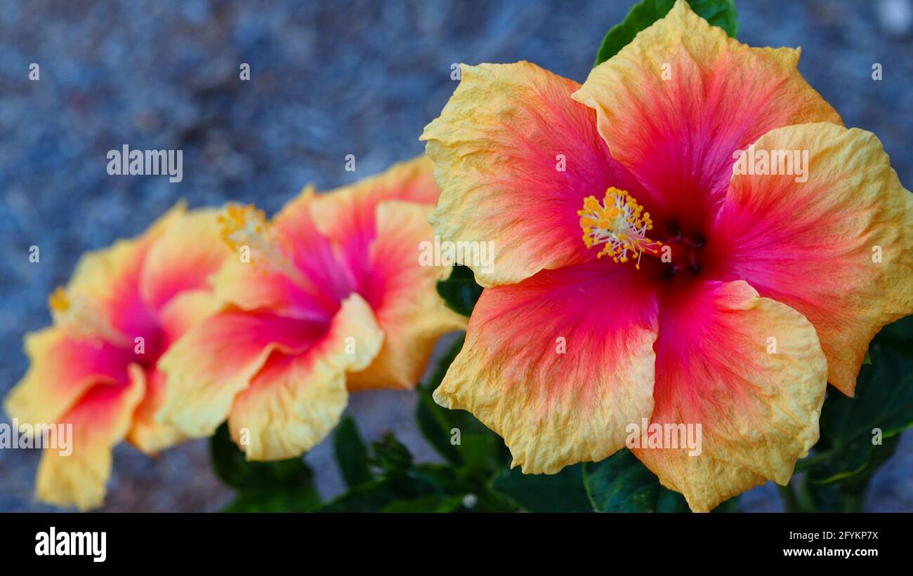 Tre in fila, un trio di gloriosi fiori di piante di colore tropicale arancio e rosa caldo Hibiscus nel giardino costiero in piena fioritura Foto Stock