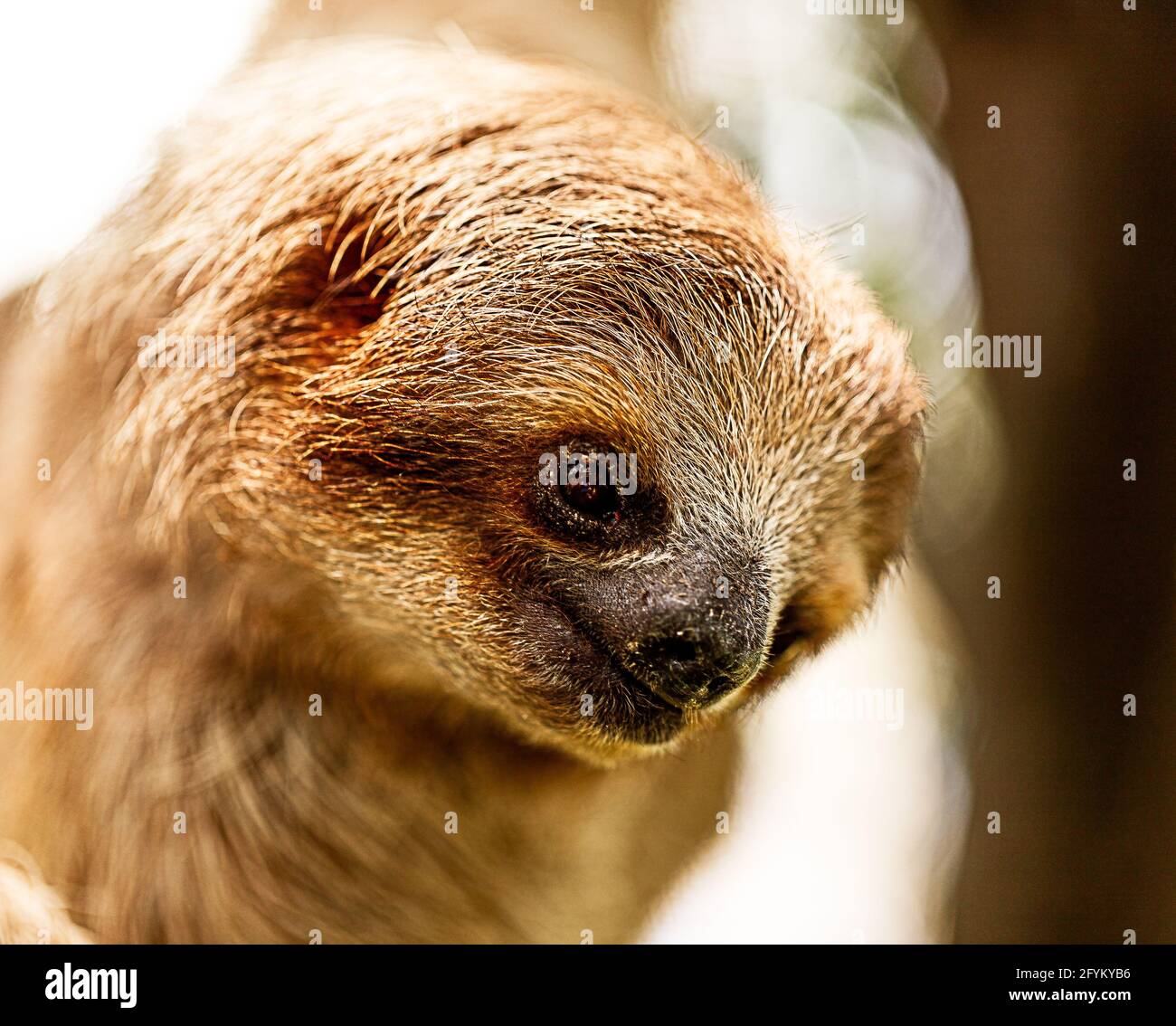 Colpo di pygmy tre-toed sloth Foto Stock