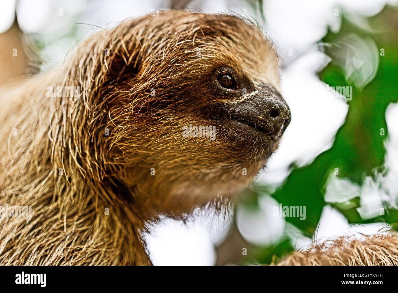 Colpo di pygmy tre-toed sloth Foto Stock