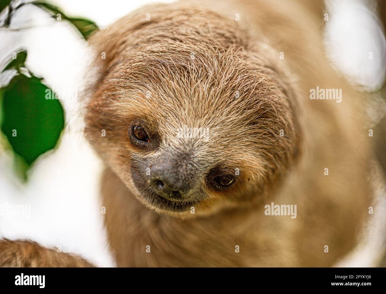 Colpo di pygmy tre-toed sloth Foto Stock