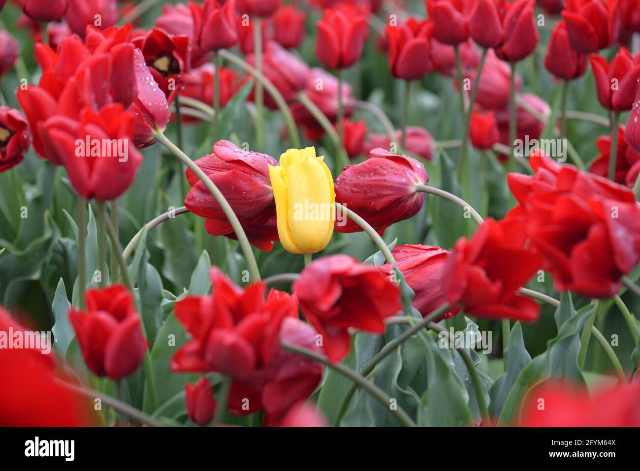 Distinguiti dalla folla Foto Stock