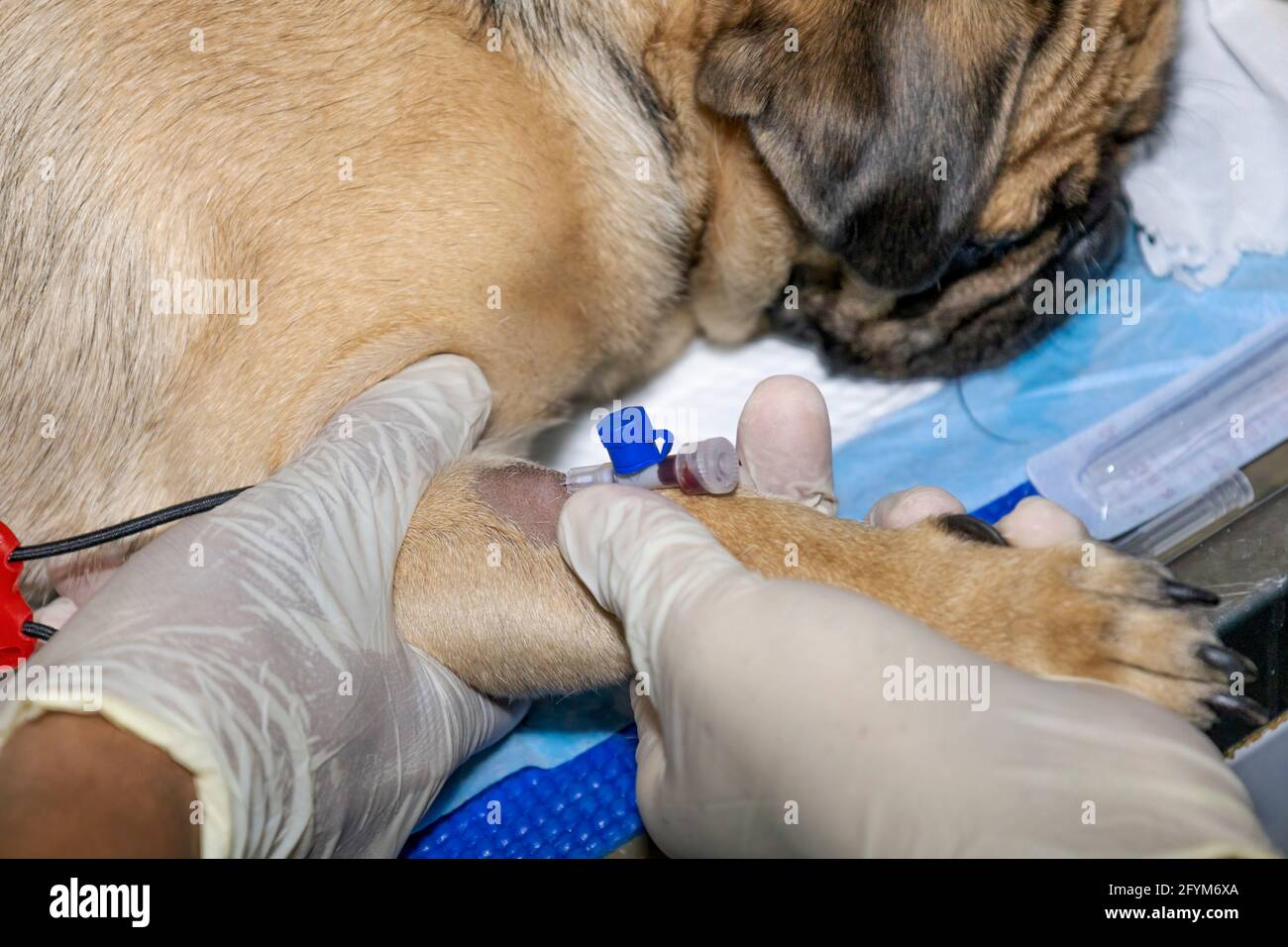 Un veterinario esperto straccia una cannula endovenosa in un Pug prima dell'intervento chirurgico Foto Stock