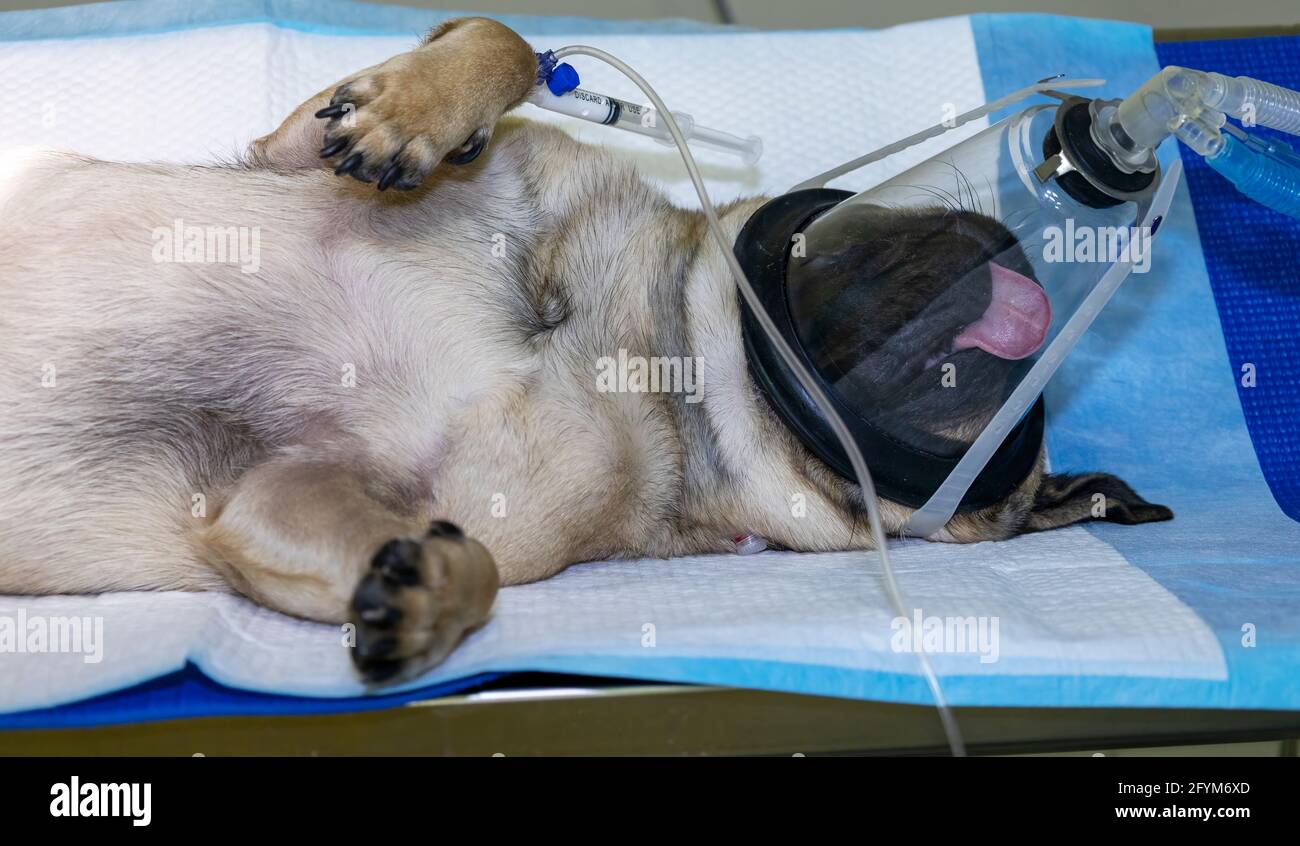 Una piccola caraffa che dorme sotto anestesia generale con siringa Ancora collegato al punto di accesso IV Foto Stock