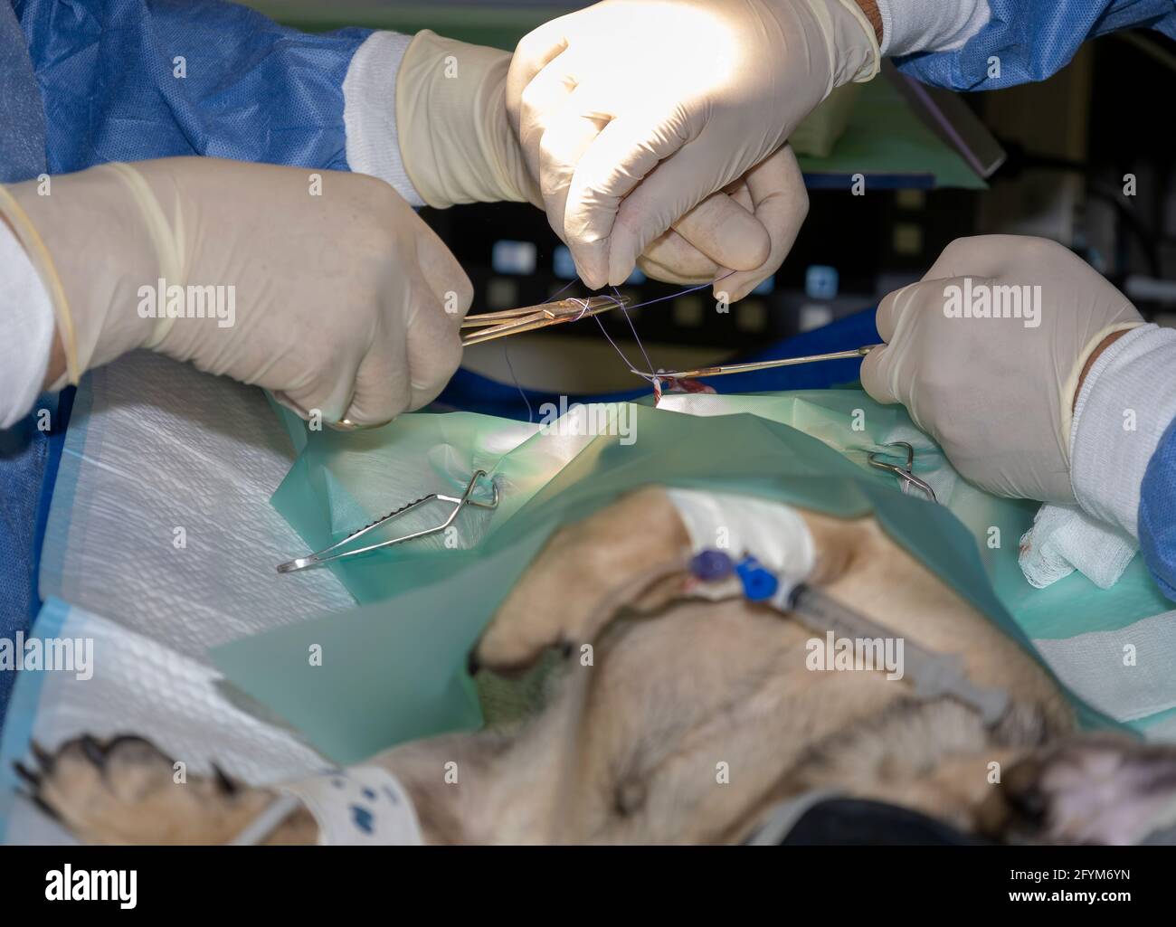 Un paio di veterinari esperti che mettono suture su un Pug durante l'intervento di sterilizzazione Foto Stock