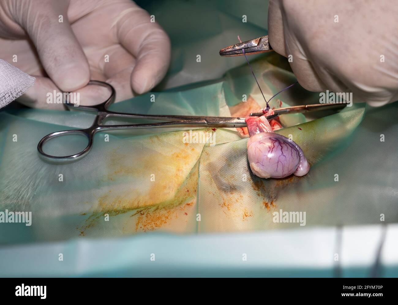 Un veterinario esperto si prepara a rimuovere il testicolo di a. cane durante la chirurgia di sterilizzazione Foto Stock